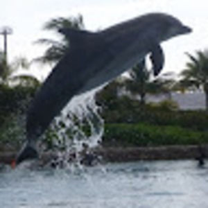 Meet your Posher, Jane